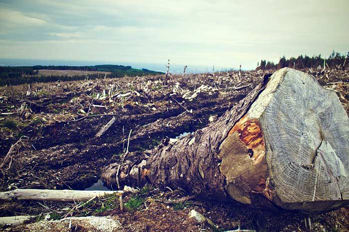 A forest destroyed by logging